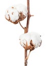 Two ripe bolls of cotton plant on twig isolated Royalty Free Stock Photo