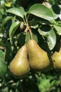 Two Ripe Bosc Pears Royalty Free Stock Photo