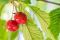 Two ripe cherries on a background of green leaves