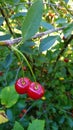 Two ripe cherries on a branch with green leaves Royalty Free Stock Photo