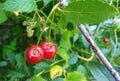 Two ripe cherries on a branch with green leaves Royalty Free Stock Photo