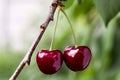 Two ripe cherries on a branch. Macro photo. Royalty Free Stock Photo