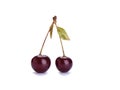 Two ripe cherries with cherry leaf isolated on a white background Royalty Free Stock Photo