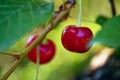 Two ripe cherries hang from a branch, surrounded by vibrant green leaves the focus is sharp, highlighting the fruits glossy Royalty Free Stock Photo