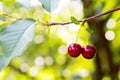 Two ripe cherries hanging on a cherry tree Royalty Free Stock Photo