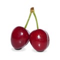 Two ripe cherries isolated on white background. Royalty Free Stock Photo