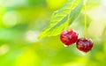 Two ripe cherries in raindrops on branch with leaf on background of natural bokeh Royalty Free Stock Photo