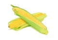 Two ripe corn on the cob with leaves (isolated)