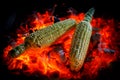 Two ripe corn cobs are fried on red hot coals, close-up Royalty Free Stock Photo