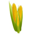 Two ripe corn cobs with golden grains and green leaves isolated on white background. Design element Royalty Free Stock Photo