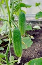 Two ripe cucumbers hang on a branch in a greenhouse Royalty Free Stock Photo