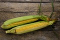 Two ripe ears corn wooden background.