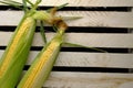 Two ripe ears corn wooden background