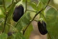 Two ripe eggplants with water drops growing on stem outdoors Royalty Free Stock Photo