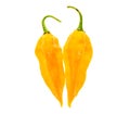 Two Ripe fresh fatalii yellow chili hot pepper Royalty Free Stock Photo