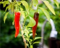 Two Ripe fresh fatalii yellow chili hot pepper Royalty Free Stock Photo