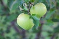 Two ripe green apples hanging from the tree Royalty Free Stock Photo