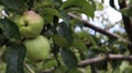 Two ripe green small apples on a branch together on a tree with green leaves in the summer in the garden. Close-up Royalty Free Stock Photo