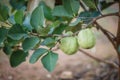 Two ripe guavas on the guava tree