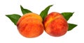 Two ripe juicy peach with green leaves Royalty Free Stock Photo