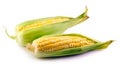 Two ripe and juicy young sweet corn peeled Royalty Free Stock Photo