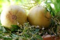 Ripe melons on table