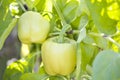 Two ripe Natural Organic Green bell pepper in the garden