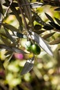 Two almost ripe olives on a branch