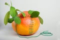 Two ripe orange grapefruits one stitched with green thread with a needle