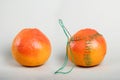 Two ripe orange grapefruits one stitched with green thread with a needle