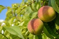 Two ripe peaches on a branch in orchard. Organic Natural fruit. Mature peaches among green leaves. Close-up. Copy space