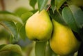 Two ripe pears Royalty Free Stock Photo