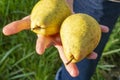 Two ripe pears in a child`s hand on a background of green grass. The concept of the collection of ripe fruits, natural vitamins, Royalty Free Stock Photo