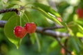 Two ripe pink cherry hanging from branch in orchard. Harvest sweet cherries on tree. Blurred background. Healthy eating. Royalty Free Stock Photo