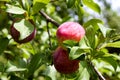 Two ripe plums on the brach of a tree with many green leaves and fruit and a bokeh effect in the background Royalty Free Stock Photo