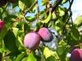 Two Ripe Plums Hanging on a Plum Tree Branch Royalty Free Stock Photo