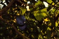 Two ripe plums hidden among the leaves illuminated by the setting sun