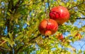 Two ripe Pomegranate fruit on the tree branch. Focus on near fruit Royalty Free Stock Photo