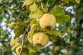Two ripe quinces on an old quince tree