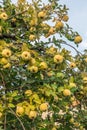 Two ripe quinces on an old quince tree