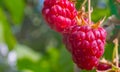 Two ripe raspberries in the garden in sunny weather Royalty Free Stock Photo