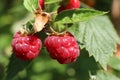 Two ripe raspberries hanging on a bush among green leaves, one raspberry was eaten Royalty Free Stock Photo