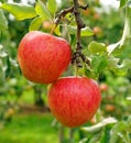 Two ripe red apples on a tree Royalty Free Stock Photo