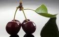 Two ripe red cherries with a branch with a green leaf Royalty Free Stock Photo