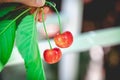 Two ripe red cherries on branch with green leaves Royalty Free Stock Photo