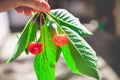 Two ripe red cherries on branch with green leaves Royalty Free Stock Photo