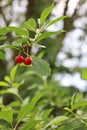 Two ripe red cherries hanging on the tree against a green background in natural sunlight Royalty Free Stock Photo