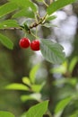 Two ripe red cherries hanging on the tree against a green background in natural sunlight Royalty Free Stock Photo