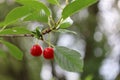 Two ripe red cherries hanging on the tree against a green background in natural sunlight Royalty Free Stock Photo