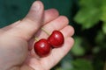 Two ripe red cherries on an open palm Royalty Free Stock Photo